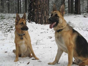 Threee Legged Shepherd Dogs Codie Rae and Travis Ray